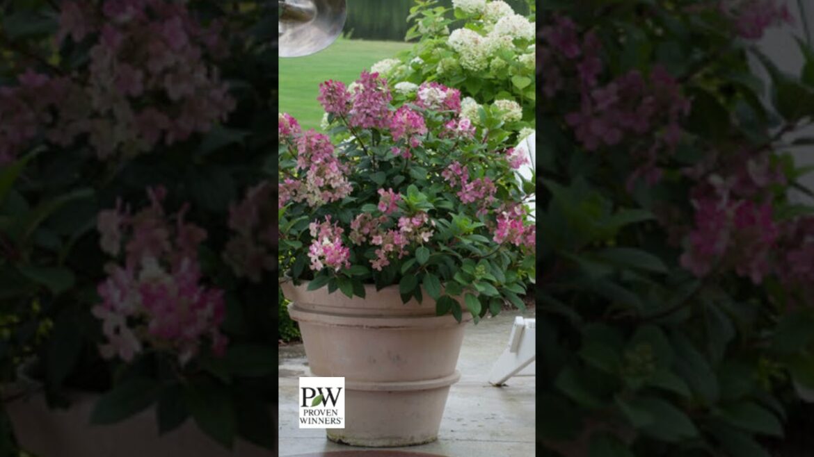 Hydrangeas for Your Garden with Beautiful Blooms!