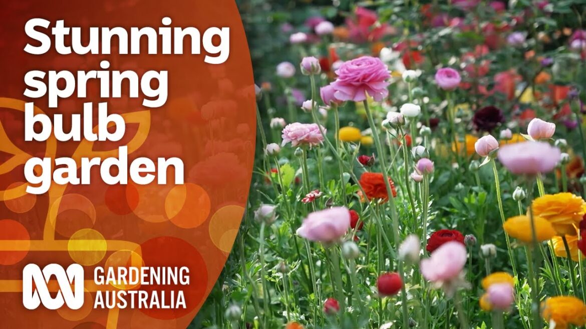 A colourful garden full of spring bulbs | Garden Design and Inspiration | Gardening Australia A colourful garden full of spring bulbs | Garden Design and Inspiration | Gardening Australia
