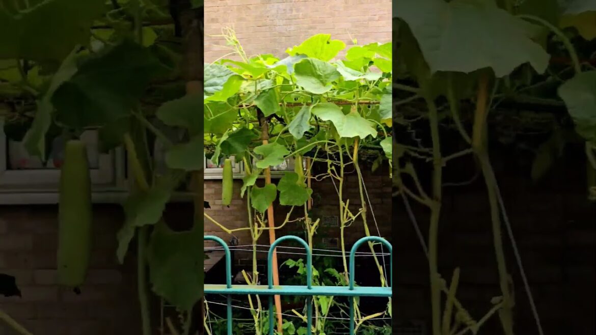 gardening Ideas for Vegetable at home front garden #home garden UK #gardening uk #vegetable