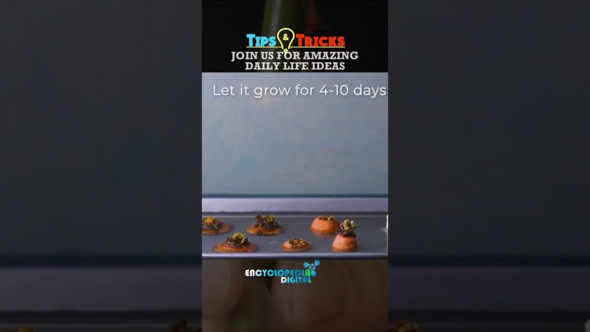 350 Gardening Hacks You NEED to Know in 2024 | Ultimate Beginner’s Guide to Home Gardening Success 350 Gardening Hacks You NEED to Know in 2024 | Ultimate Beginner's Guide to Home Gardening Success