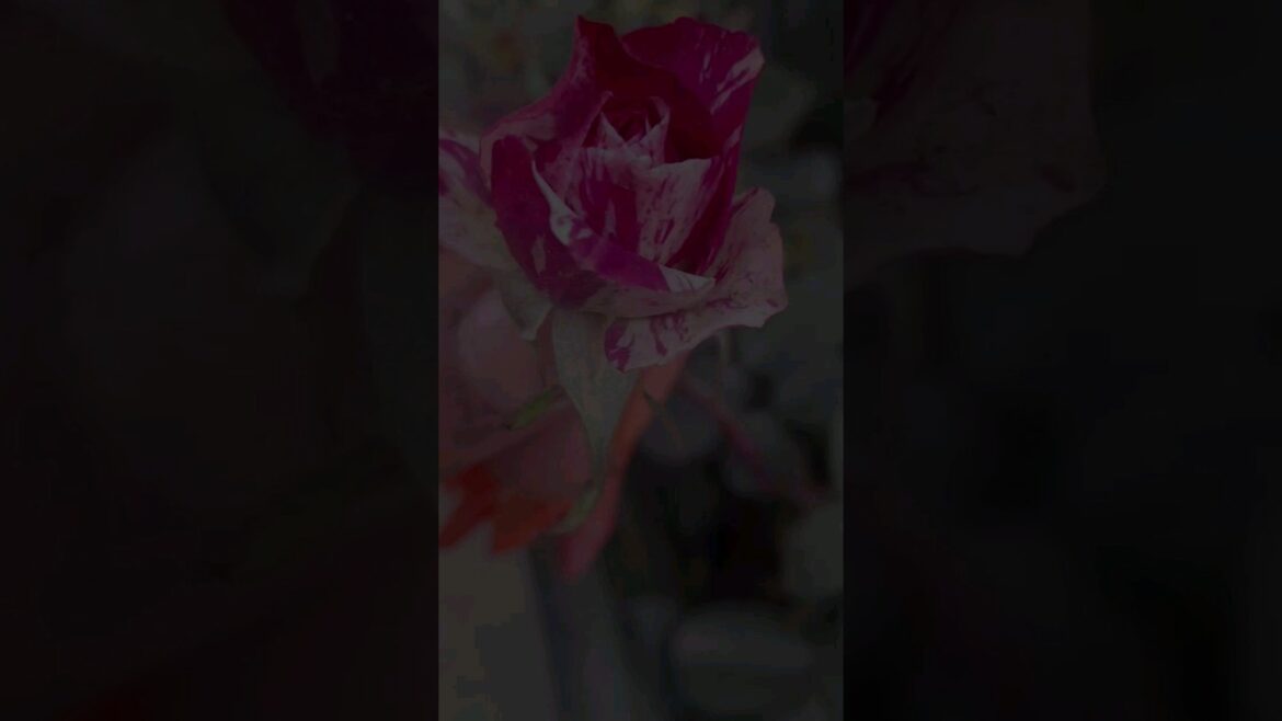 ๐น ๐น Rose Garden Preview | Part 1| #flowers #rosecare #ytshorts #Rosegardening ๐น ๐น Rose Garden Preview | Part 1| #flowers #rosecare #ytshorts #Rosegardening