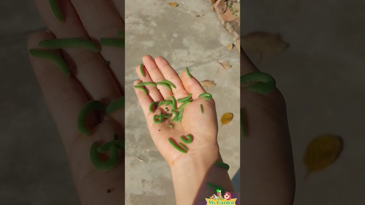 I used to play with them every day I My Garden #tips #trending #worms