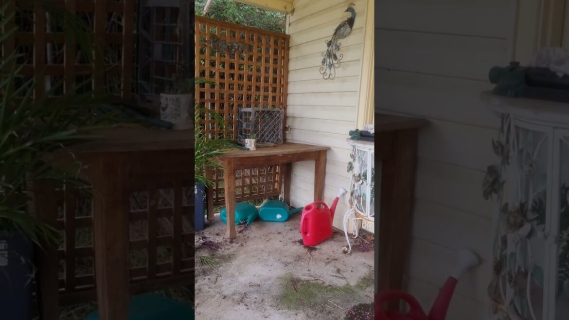 Where the pot plant shade garden will be