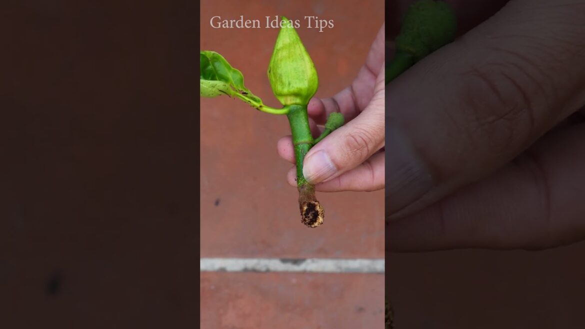 Gardening tips for vegetables