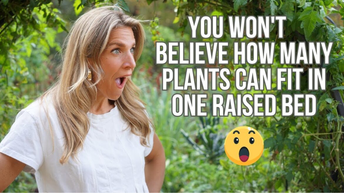 Raised Bed Planting Guide for Beginners