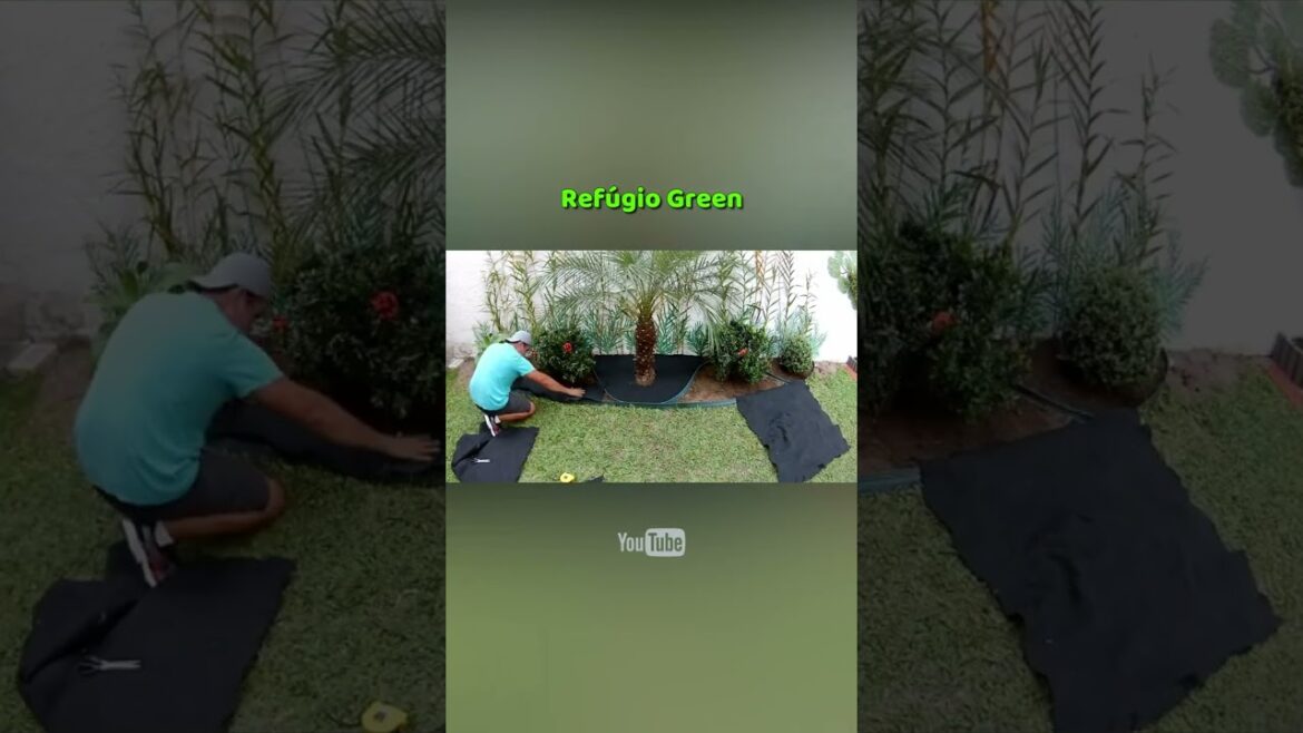 Trabalho de jardinagem com palmeira Fênix🌴 #jardinagem #gardening #jardin #foryou #landscape #refug