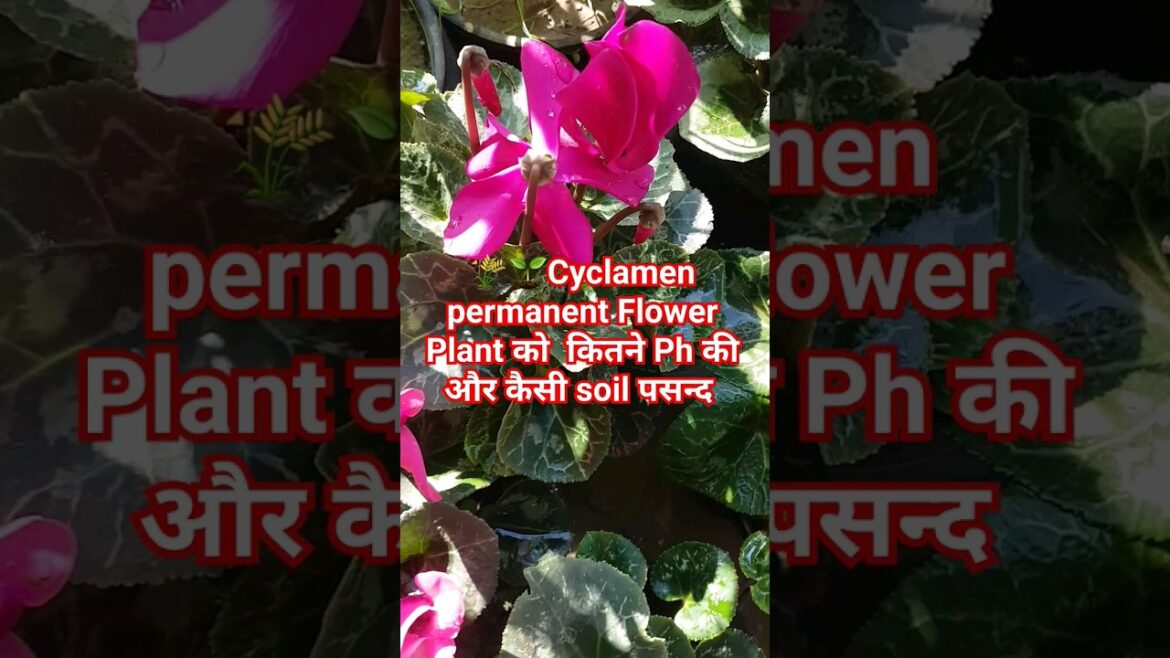 🔴🥀Cyclamen winter Flowering plant care tips #gardening #garden #winterflowers #shorts #plantcare