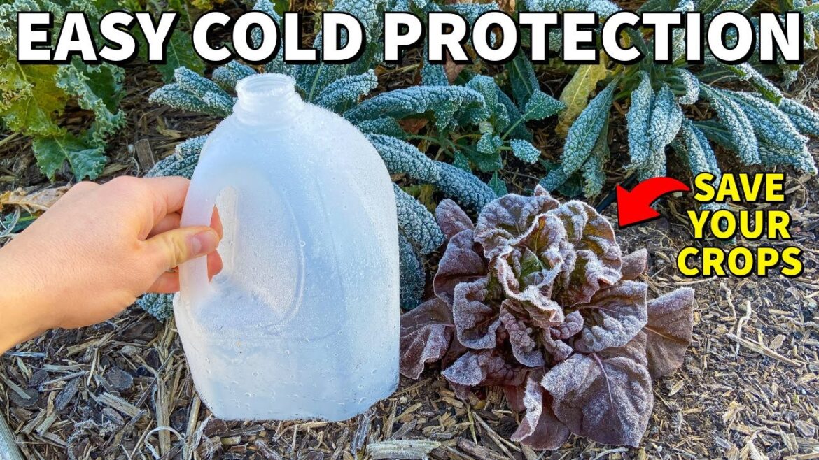 I Covered My Veggies During Cold Weather And This Happened! I Covered My Veggies During Cold Weather And This Happened!