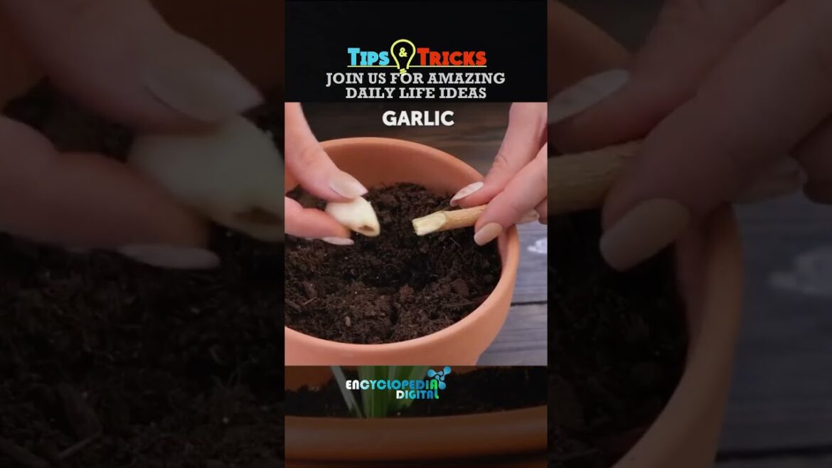 350 Gardening Hacks You NEED to Know in 2024 | Ultimate Beginner's Guide to Home Gardening Success