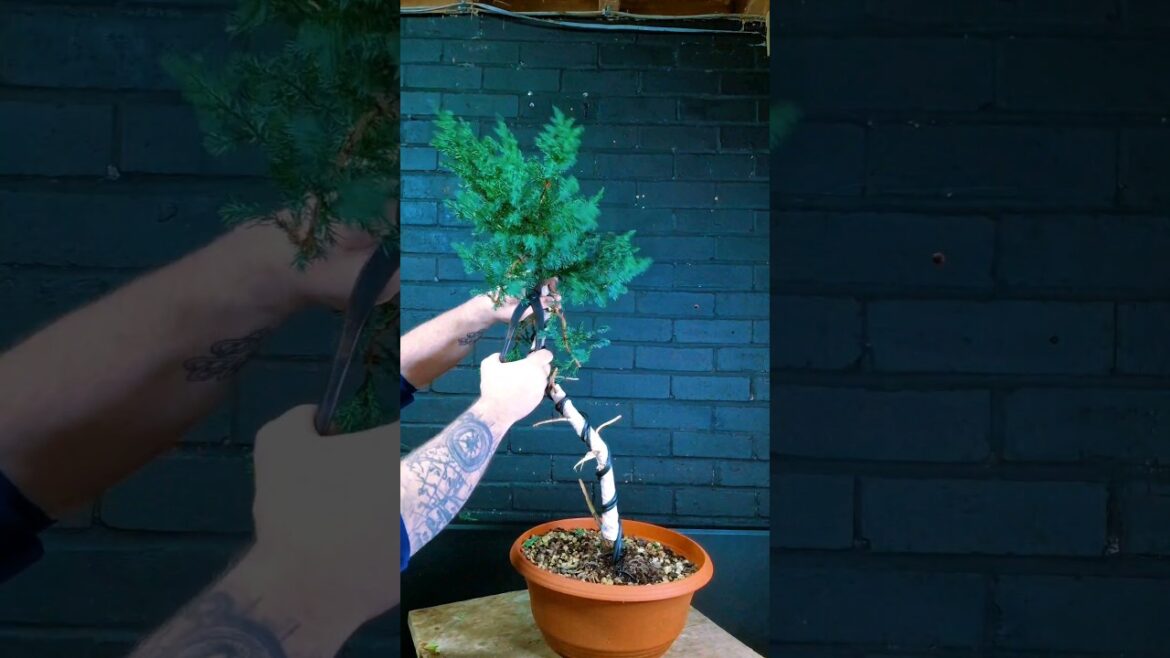 Juniper Bonsai in 60 seconds - Extreme Bends #Bonsai #bonsaitree #japan #garden