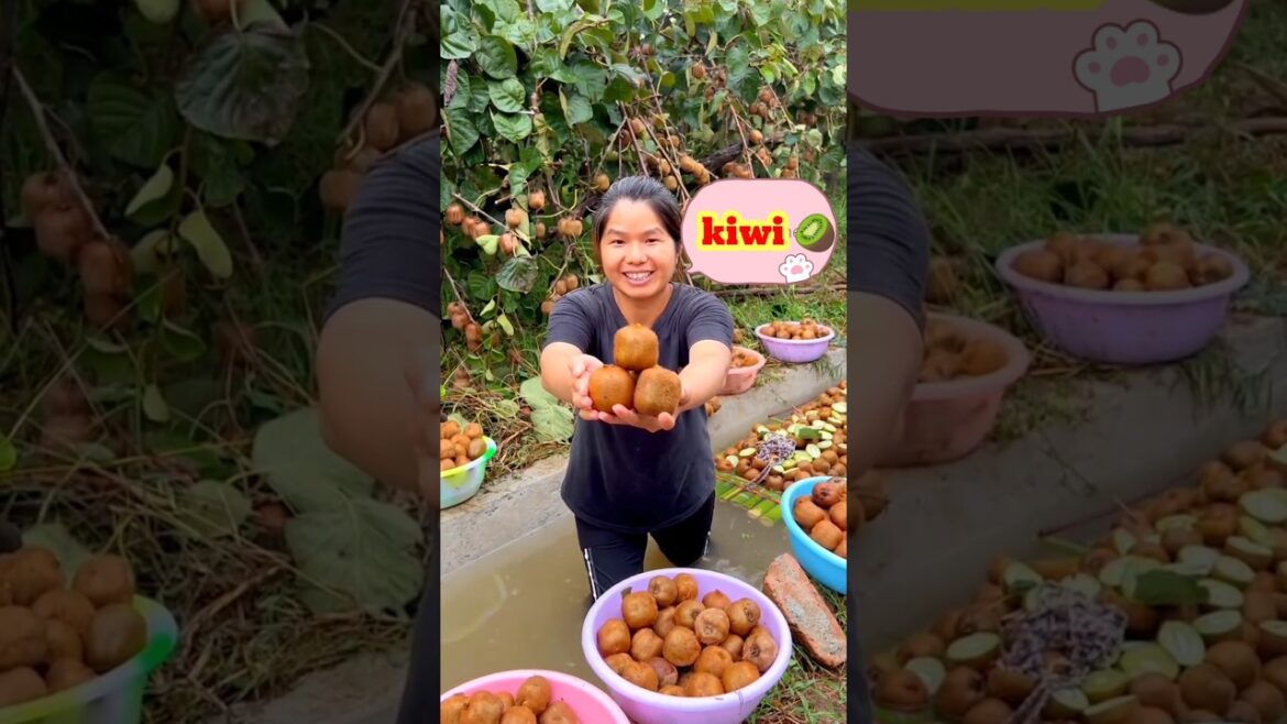 Kiwi Fruit Harvesting Season | Gardener Harvesting kiwi #kiwi #shorts #youtubeshorts