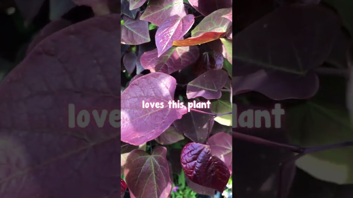 Fairy-like Forrest Pansies🧚 It just looks so mystical and stunning🩷💜✨ Fairy-like Forrest Pansies🧚 It just looks so mystical and stunning🩷💜✨