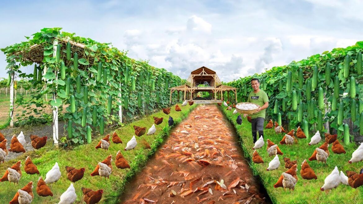 Creative Techniques for Growing Organic Vegetables with Fish! My Lowest-Cost Goat Barn Construction!