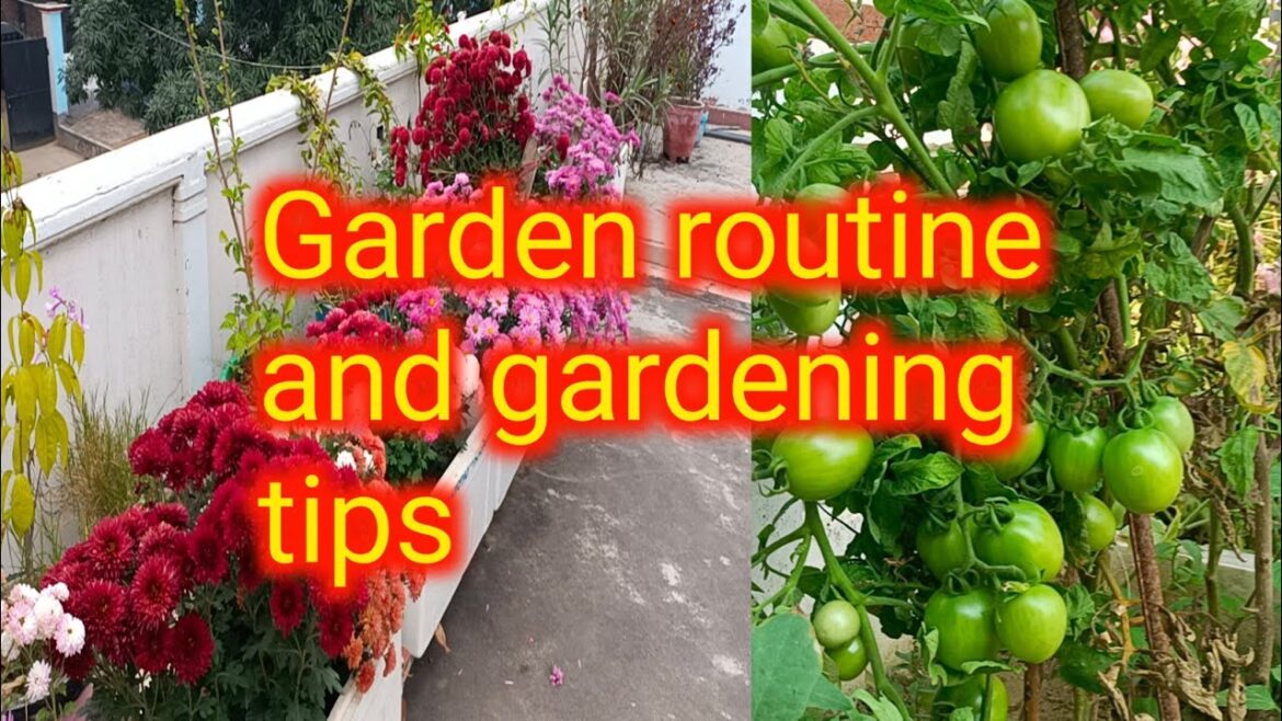 मेरा Garden Routine And Gardening Tips,/winter kitchen garden मेरा Garden Routine And Gardening Tips,/winter kitchen garden