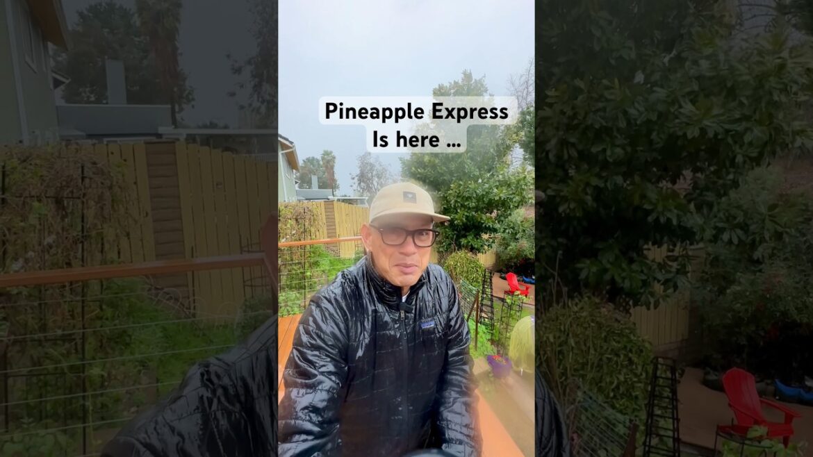 PINEAPPLE EXPRESS Los Angeles is here