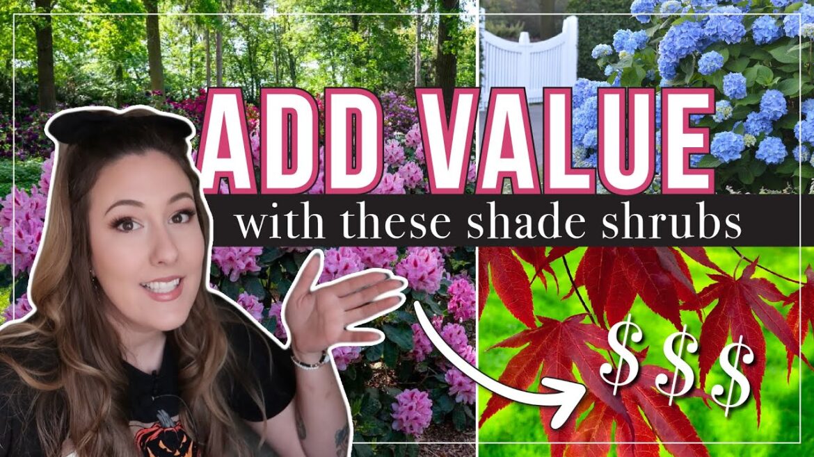 Shrubs for Shade that add curb appeal & value to your home! Shrubs for Shade that add curb appeal & value to your home!