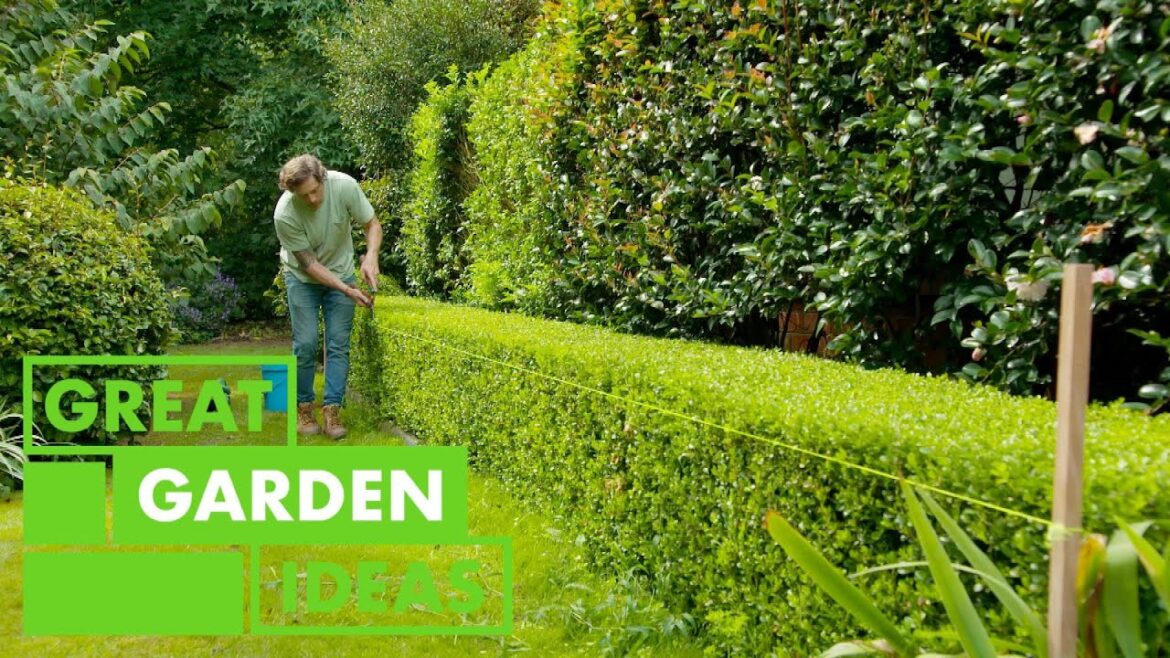 How to trim a hedge | GARDEN | Great Home Ideas