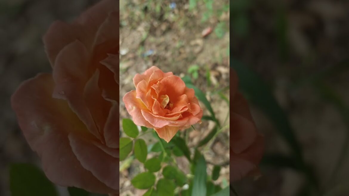 Rose gardening #gardener #garden #bonsai #flower #plants #shorts #rose #rosegarden