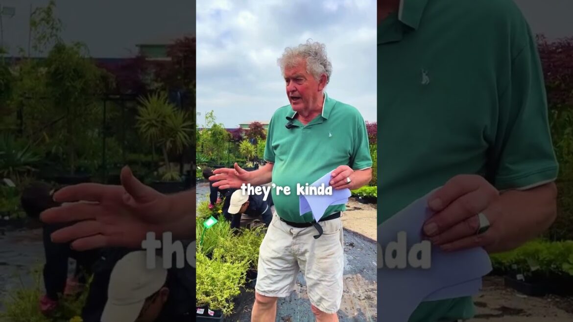 What $1 $2 $3 plants do we have❓😍