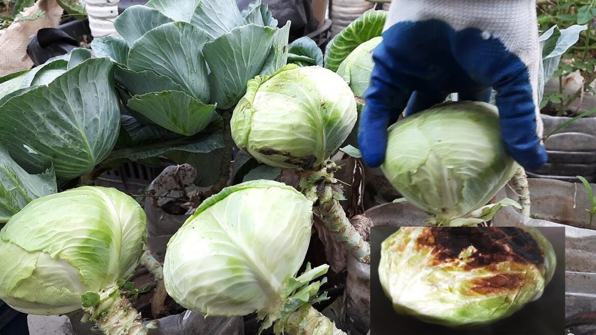 Housewife Imagine Vegetable Gardening | Cabbage in Small Plastic Bottle | Hassle-Free