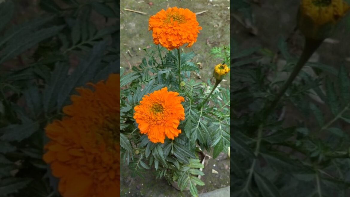Marigold plant Transplant in a pot #gardening #marigold #shorts