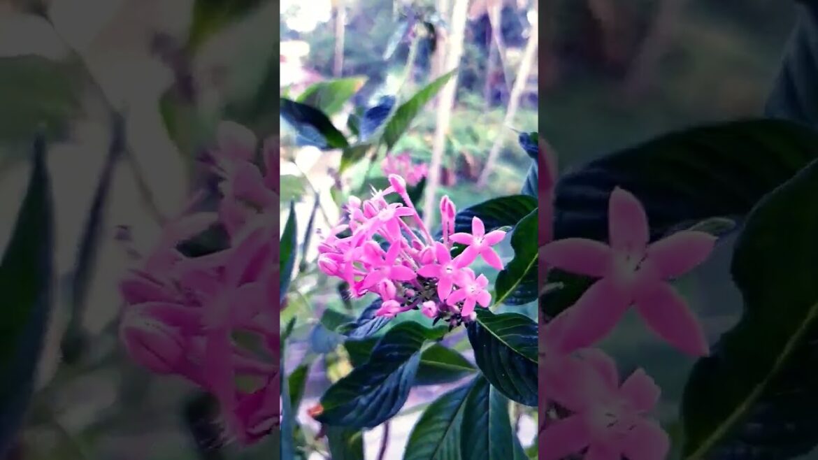 flowering beauty    #youtube shorts #garden flower #plans corner #green plants #colourful lantana