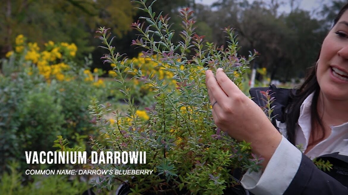 Vaccinium Darrowii – 2024 Edible Landscape Trends Vaccinium Darrowii - 2024 Edible Landscape Trends