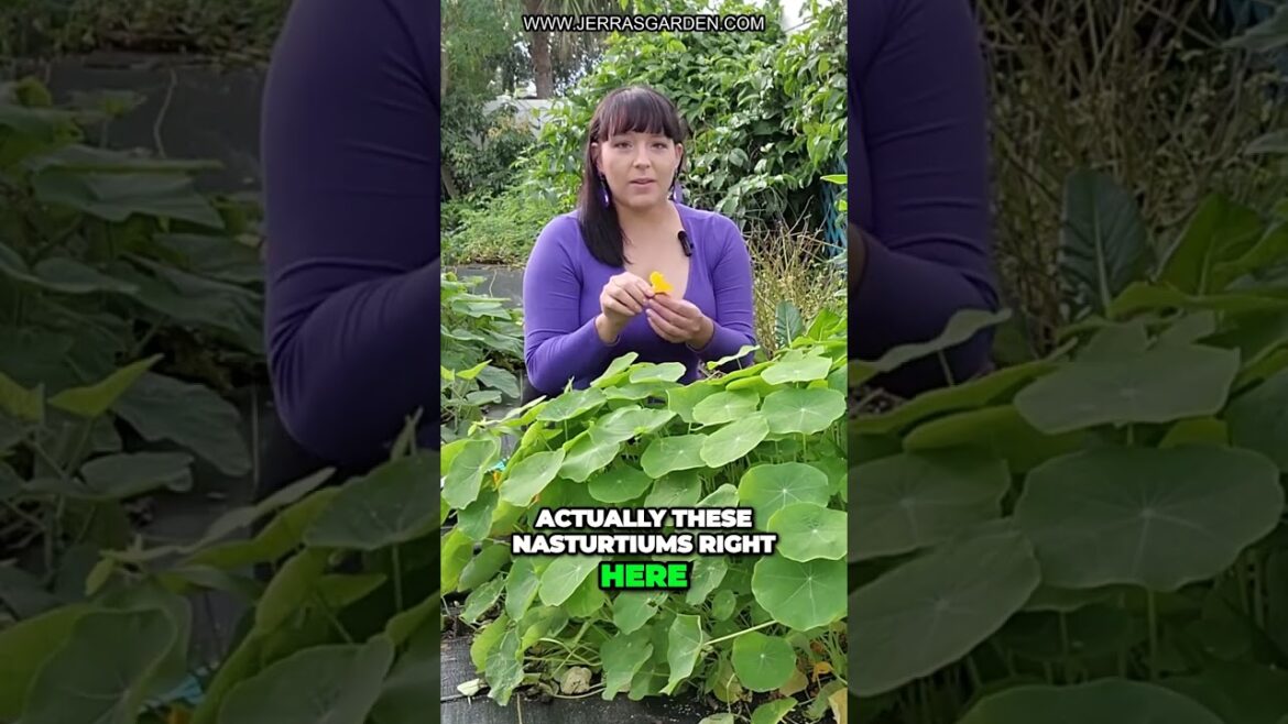 Flower Gardening Tips: Boost Pollinators with Beautiful and Edible Blooms! Flower Gardening Tips: Boost Pollinators with Beautiful and Edible Blooms!