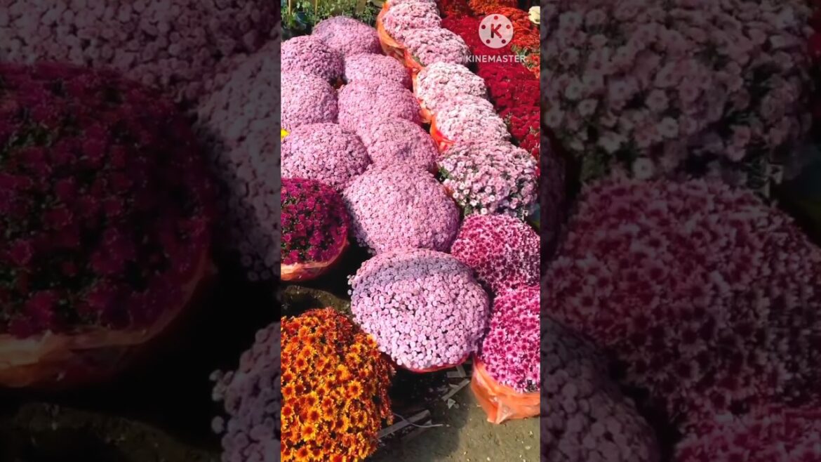 Beautiful Chrysanthemum plants #flowers #viral #chrysanthemumplant #ytshorts #ytshort #youtube