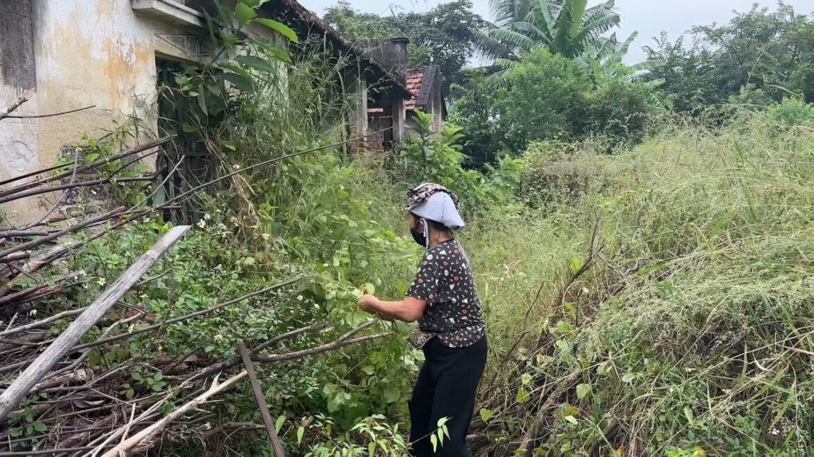 The house’s front yard has a lot of grass, garden lawn cutting and quick cleaning The house's front yard has a lot of grass, garden lawn cutting and quick cleaning