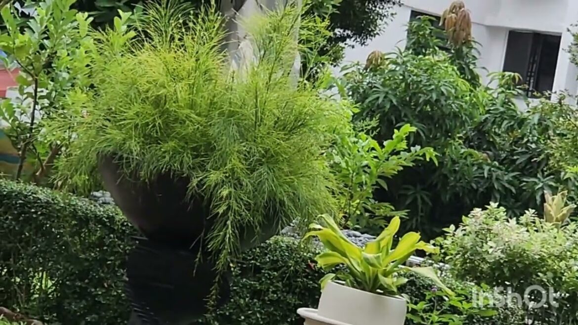 Greens landscapes.. makes  mornings perfect.