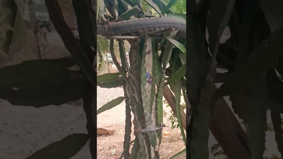 Dragon fruit plans #dragonfruit Subscribe my YouTube channel Sr smart tips #fruit #dragonfruitshake Dragon fruit plans #dragonfruit Subscribe my YouTube channel Sr smart tips #fruit #dragonfruitshake