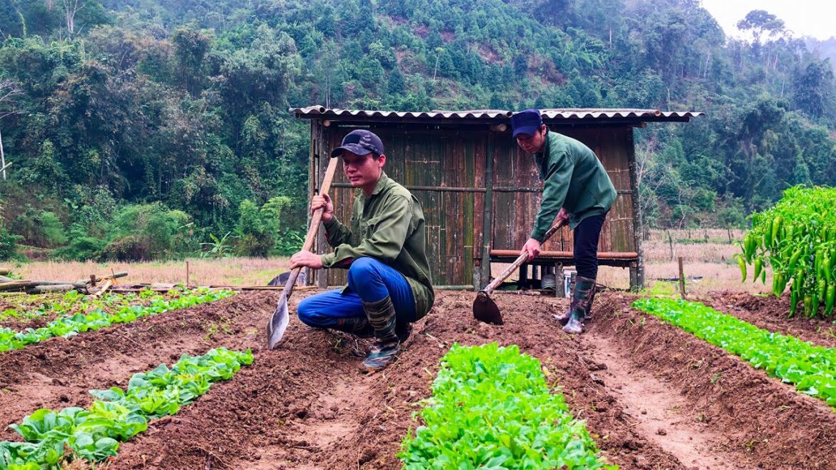 Building New Life Ep. 03 | Vegetable gardening, Catch shrimp, Pick wild vegetables