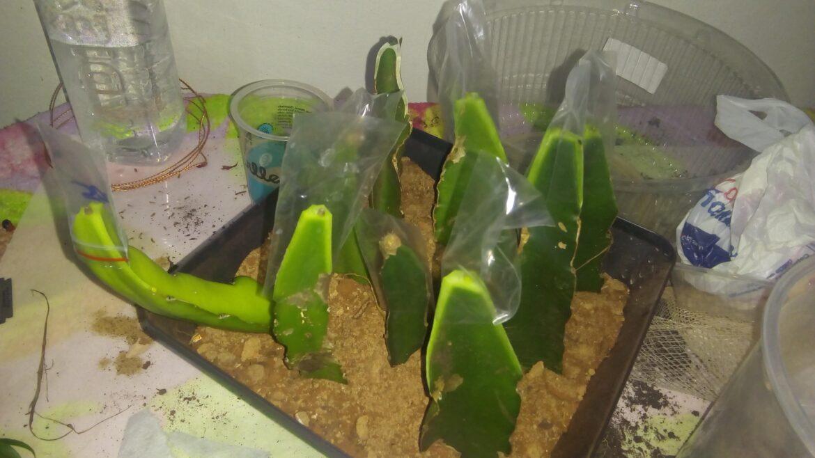 9 grafts from today,literally running out of rootstock to graft to :D i sowed 200 asterias seeds and all came up !!!