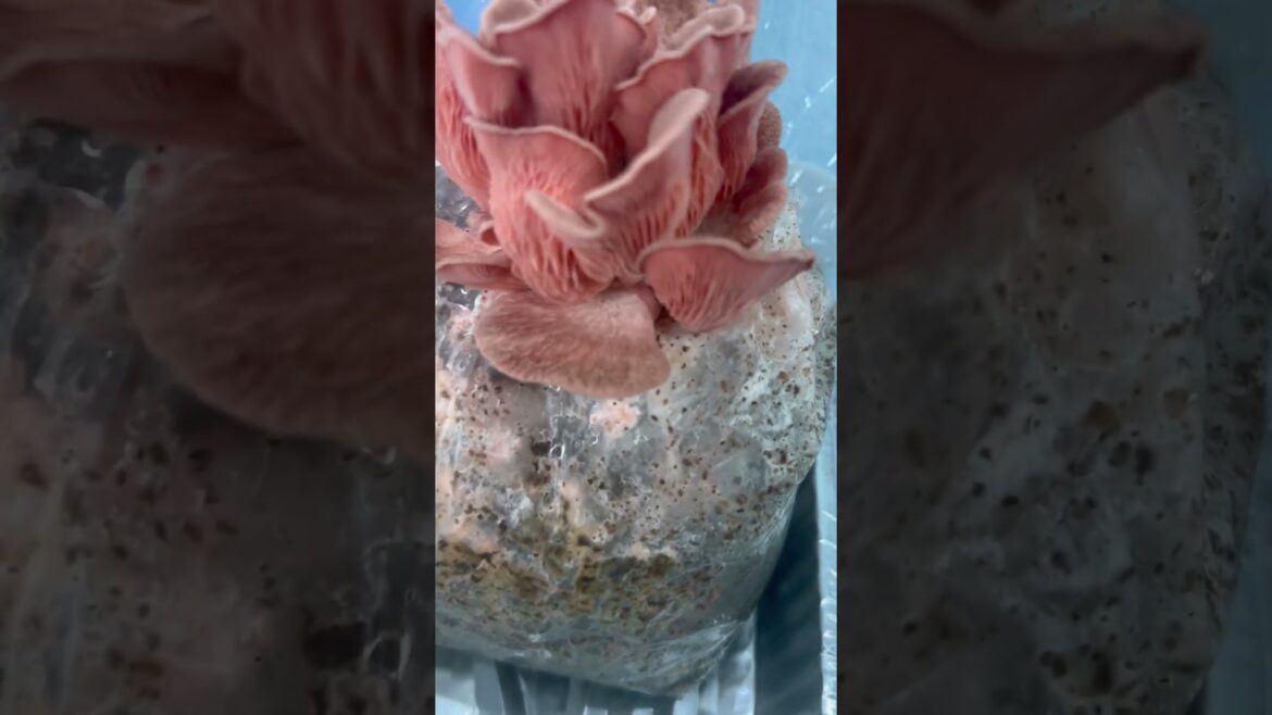 Pink Oyster mushroom fruiting day 4 #mushrooms #mycology #ediblegardening and the King Trumpets Pink Oyster mushroom fruiting day 4 #mushrooms #mycology #ediblegardening and the King Trumpets