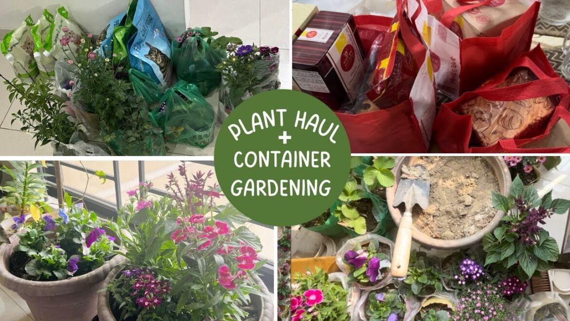 Container Gardening Ideas for Home | Winter Garden | Container Gardening l Indoor Garden | vlog 03 Container Gardening Ideas for Home | Winter Garden | Container Gardening l Indoor Garden | vlog 03