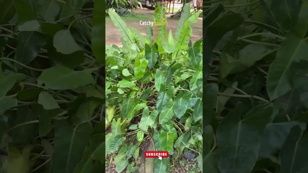 Tropical Garden Tour 🌴 Leave a Comment for a Surprise! 🌴🌺 // #shorts #gardening Tropical Garden Tour 🌴 Leave a Comment for a Surprise! 🌴🌺 // #shorts #gardening
