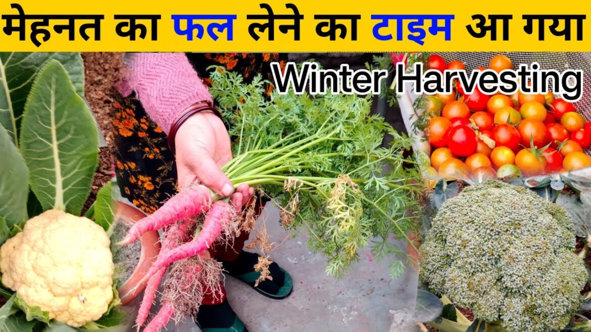 Biggest organic winter vegetable harvesting | Winter Vegetable Harvesting | Vegetable Garden In 2024 Biggest organic winter vegetable harvesting | Winter Vegetable Harvesting | Vegetable Garden In 2024