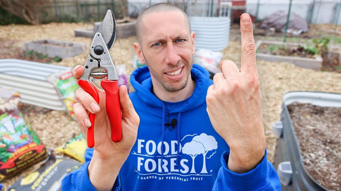Doing This ONE THING when Pruning Leads to 95% MORE FRUIT