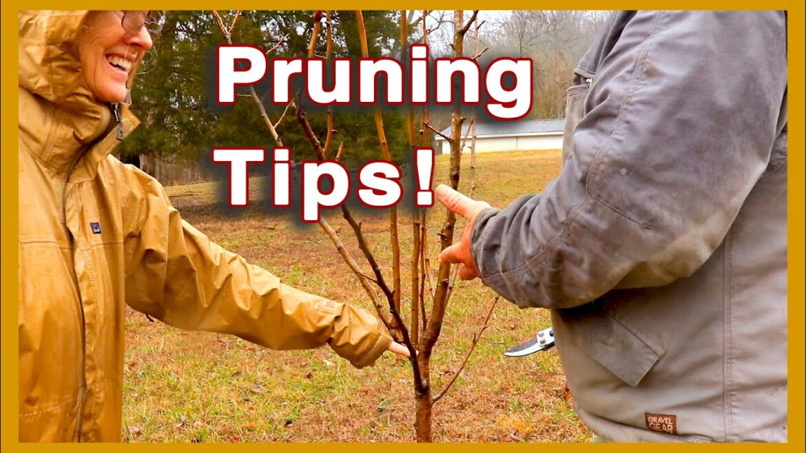 HOW and WHEN to PRUNE Fruit Trees & Vines! (Now!)