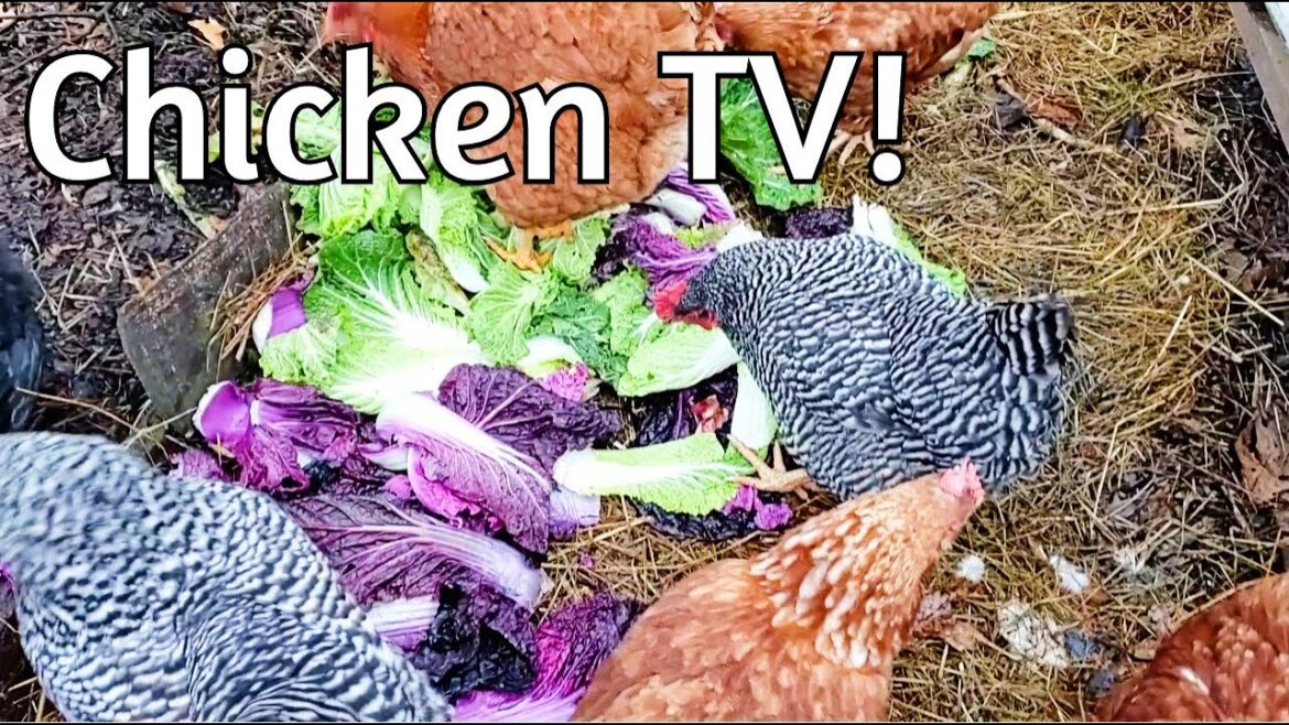 Chicken TV!