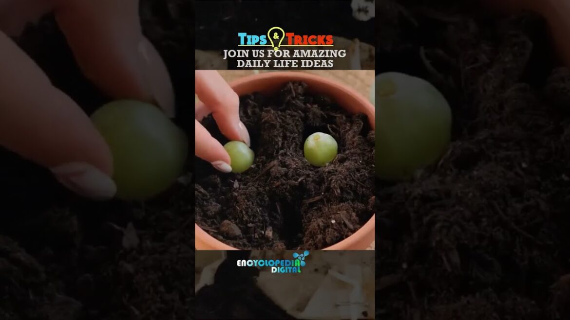 350 Gardening Hacks You NEED to Know in 2024 | Ultimate Beginner’s Guide to Home Gardening Success 350 Gardening Hacks You NEED to Know in 2024 | Ultimate Beginner's Guide to Home Gardening Success