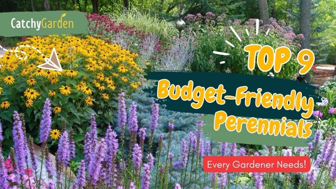Top 9 Budget-Friendly Perennials Every Gardener Needs! π·ππ»π Top 9 Budget-Friendly Perennials Every Gardener Needs! π·ππ»π