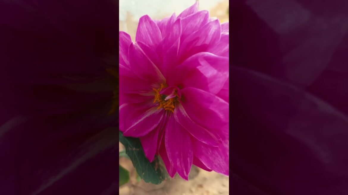 Rose garden #song #trending #love gardening rose garden Rose garden #song #trending #love gardening rose garden