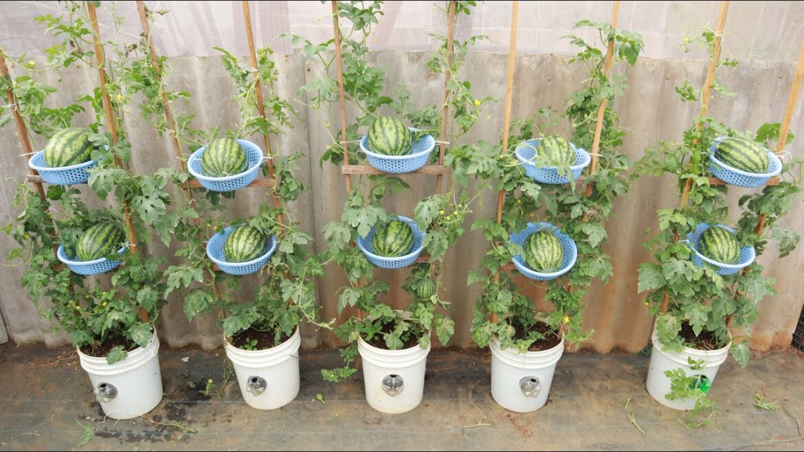 Unbelievable growing watermelon on the terrace with a basket - The fruit is surprisingly sweet