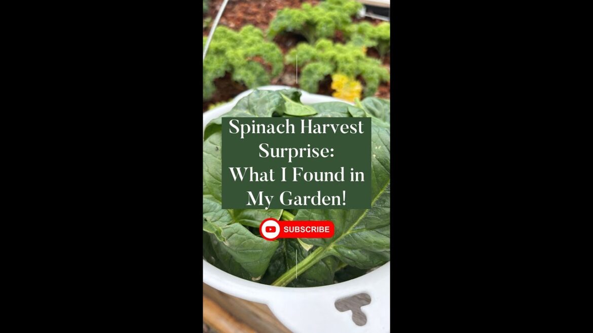 Spinach Harvest Surprise: What I Found in My Garden! #vegetablegardening #spinach