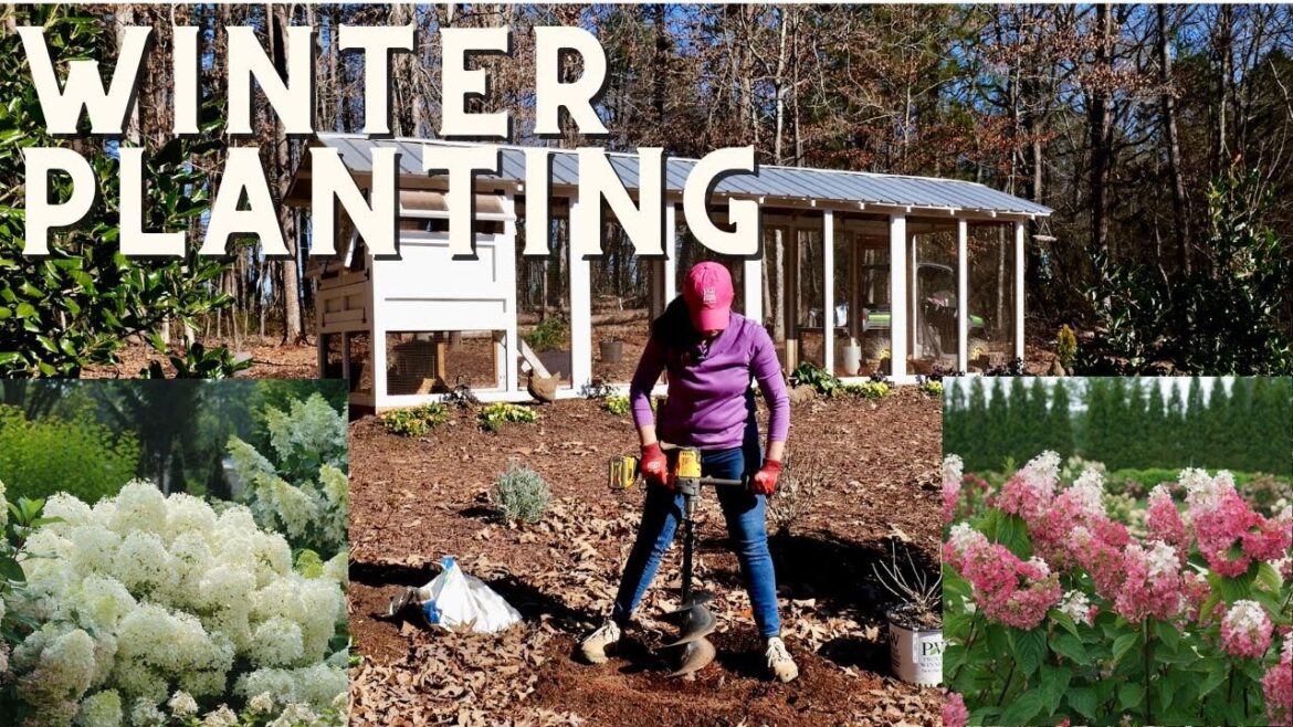 Surprising Winter Planting: Hydrangeas at the Chicken Coop!
