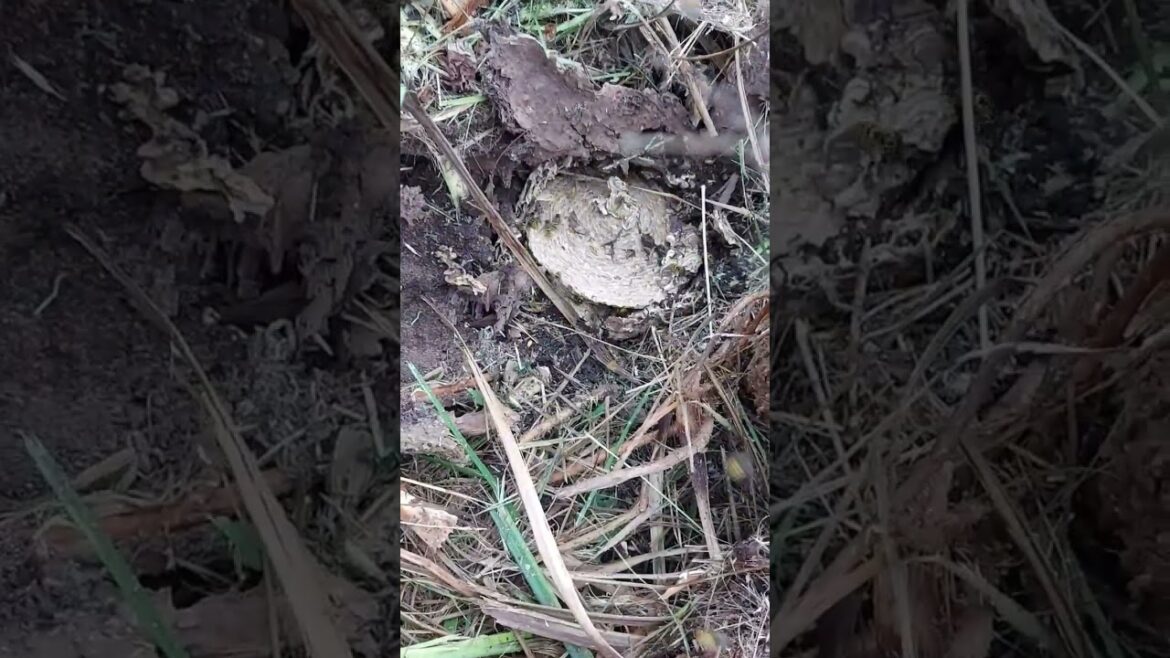 GARDENER THOUGHT HE COULD DIG WASPS NEST OUT -WE GOT CALLED OUT. HE GOT STUNG #pestcontrol #wasps