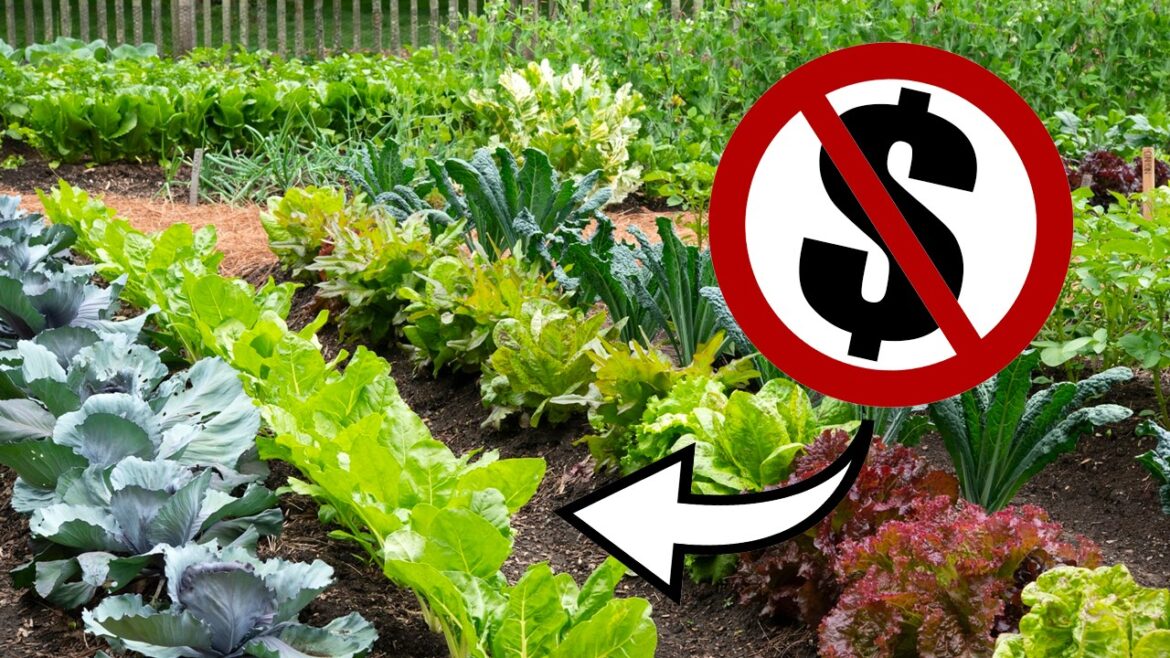 California Garden TV: GARDEN from Scratch for FREE // ZERO COST Gardening GARDEN from Scratch for FREE // ZERO COST Gardening