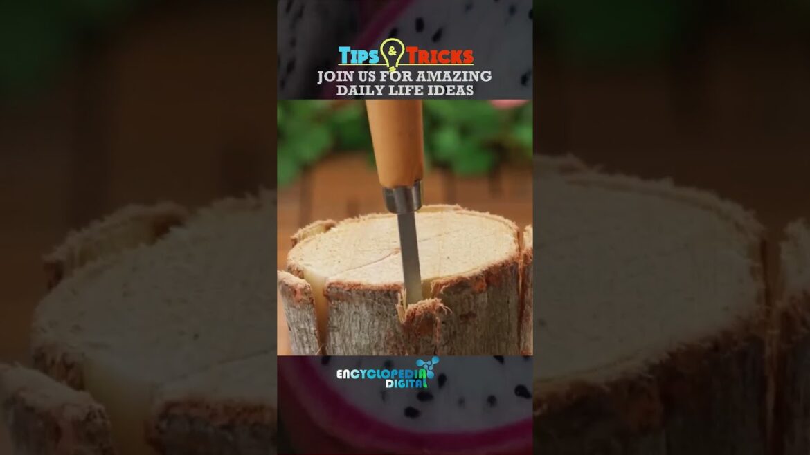 Zero Investment Gardening Hacks for Home || Simple & Easy Way to Gardening | Gardening for Beginners Zero Investment Gardening Hacks for Home || Simple & Easy Way to Gardening | Gardening for Beginners